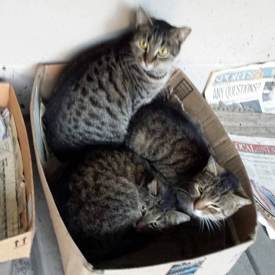three brown tabby cats and sitting in a big cardboard box