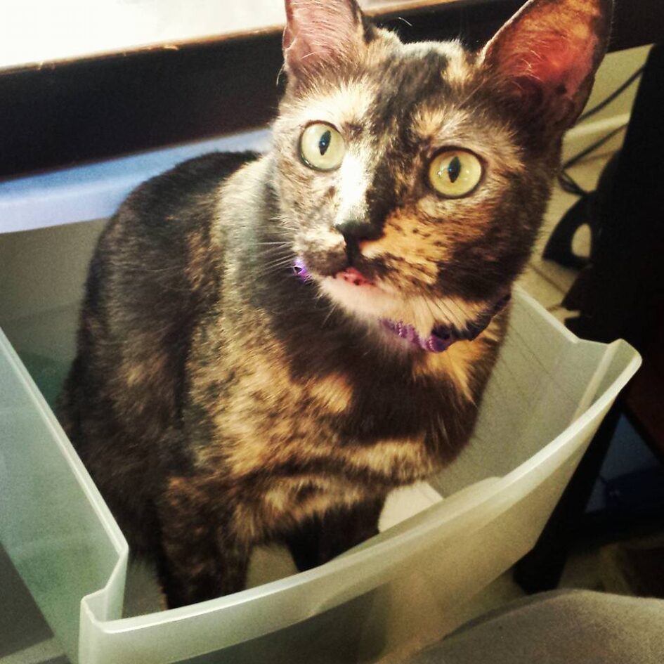 a cat is sitting in a box looking alert