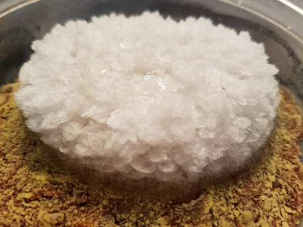a large round puff of ice crystals on the surface of something rough and yellow green