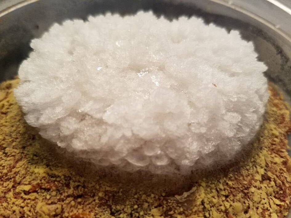 a large round puff of ice crystals on the surface of something rough and yellow green
