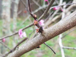 close up of tiny pink buds growing on a thick branch