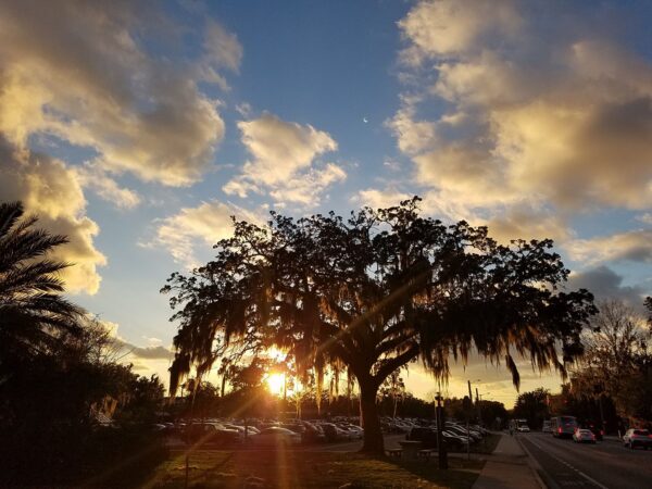 a large tree is silhouette against a setting sun in a bright sky and a road and parking lot are dark below it
