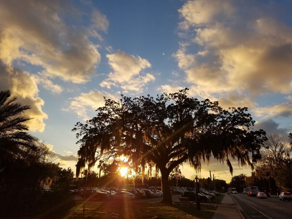 a large tree is silhouette against a setting sun in a bright sky and a road and parking lot are dark below it