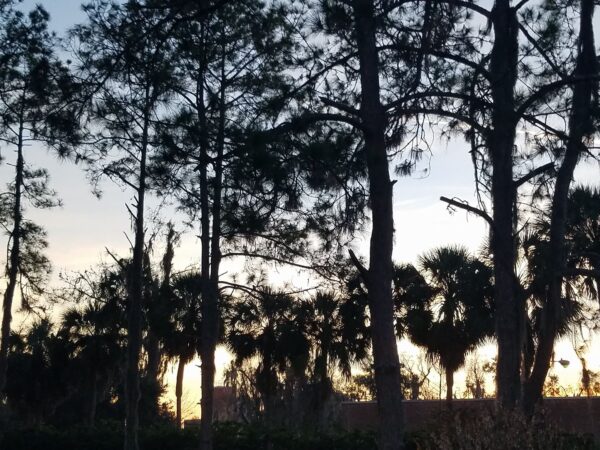 a setting sun is glowing in the sky beyond a row of trees