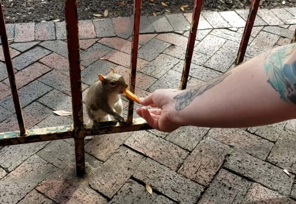 a squirrel taking a french fry from someone's hand on a railing near a brick sidewalk