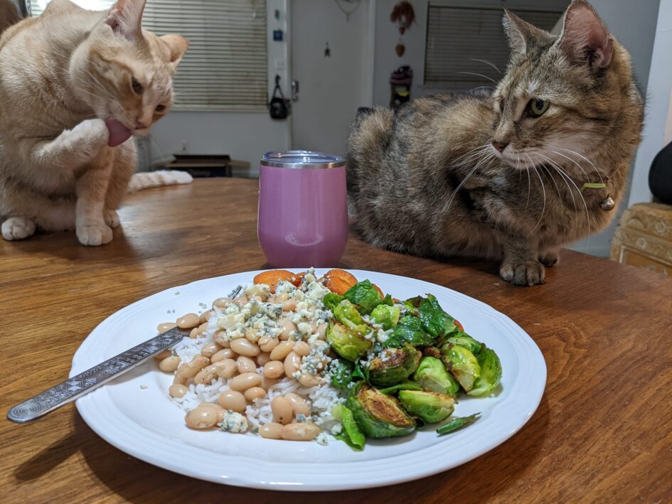 two cats on a table looking at the human dinner plate in front of them