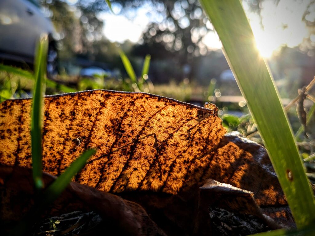 close up of the veins of a dried leaf among grass blades with the bright rising sun behind it