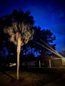 a light is illuminating a palm tree in a homes front yard with a deeply blue night sky above the dark scene