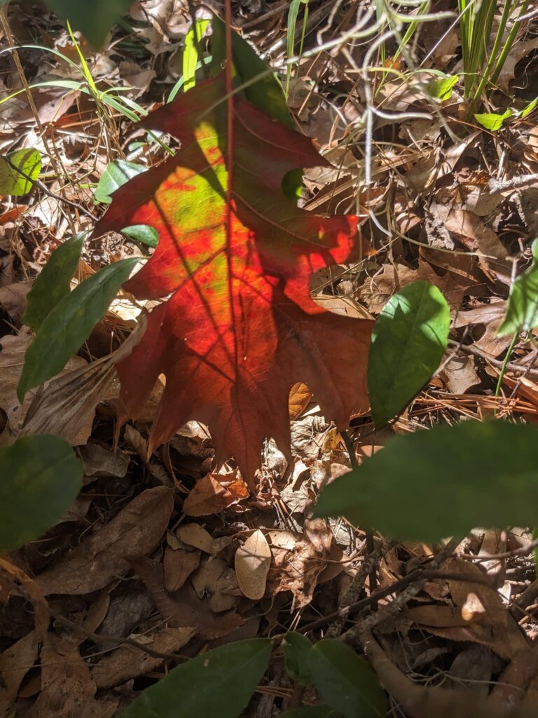 a fall leaf is propped up in the gras so the sunlight can pass through it
