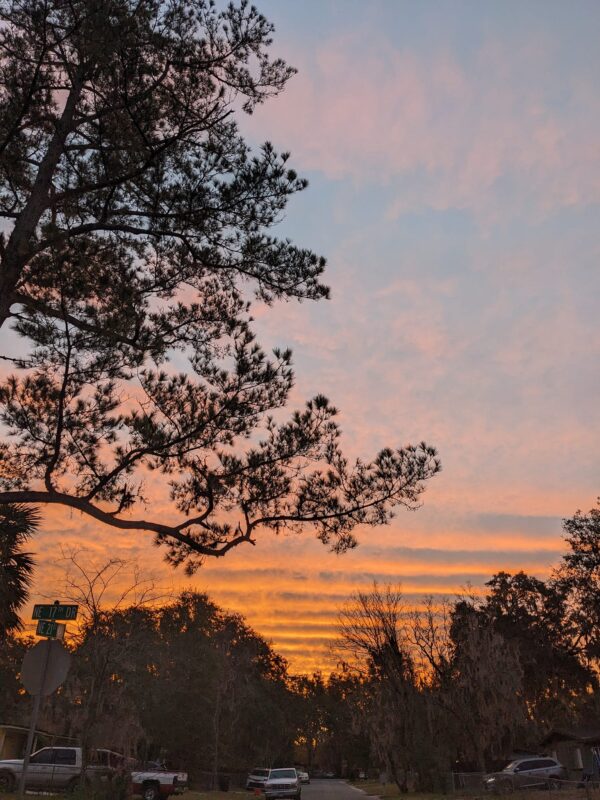 a sunrise with rippling clouds on the horizon and a tall pine tree to the side
