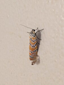 a small moth with orange and black freckled wings