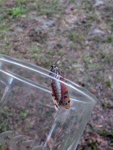 a small orange and white moth is sitting on the edge of a glass