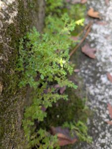 close up of a tiny fern plant on cement