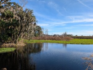 a wide pond is dark black to reflect the trees and deep blue sky