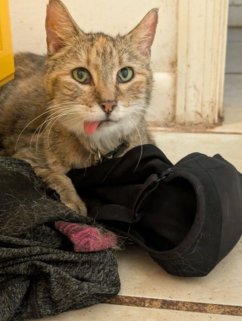 a cat with their tong sticking out is sitting on laundry