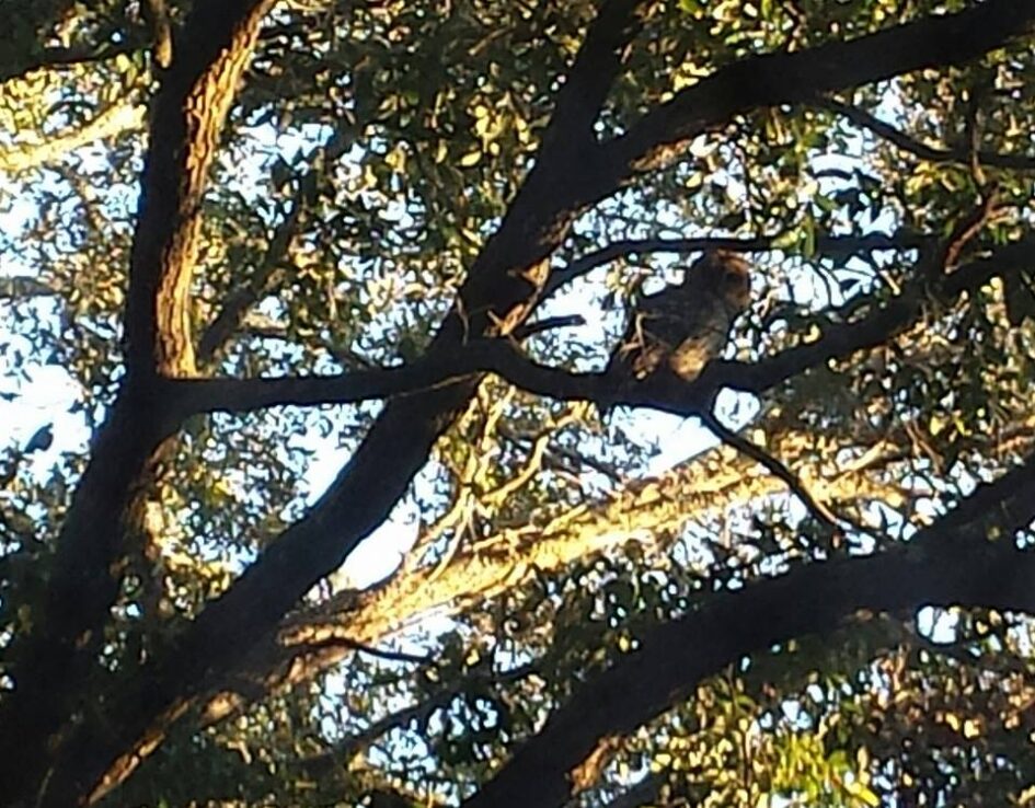 a blurry view up into a tree with what might be a large bird on a branch