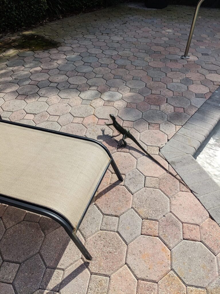 a skinny iguana is running along a pool patio
