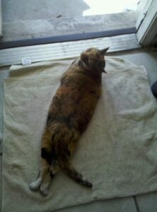 a cat is stretched out on a towel in a doorway