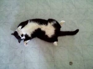 a black and white cat is laying on her back to expose her white belly playfully