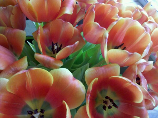 close up of a bouquet of creamy orange colored cupped flowers