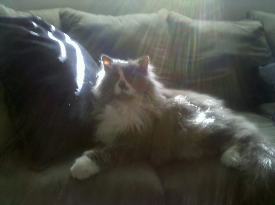 a fluffy cat is sitting on a couch with bright sunlight behind them