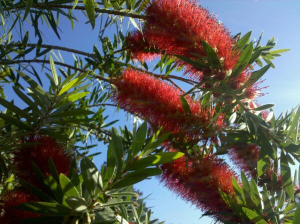 several fronds of fluffy red flowers with tiny leaves