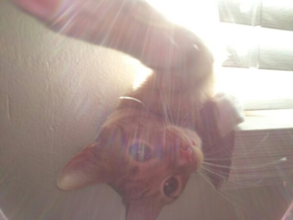 a cat us leaning out from behind some blinds with bright sunlight showing behind it