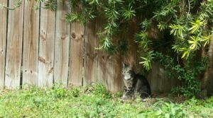 a cat is sitting under a bush against a wooden fence
