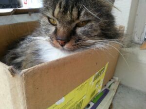 a fluffy cat is sitting in a cardboard box