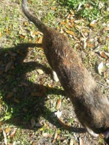 a partial shot of a cat in bright sunlight covered in grass clippings