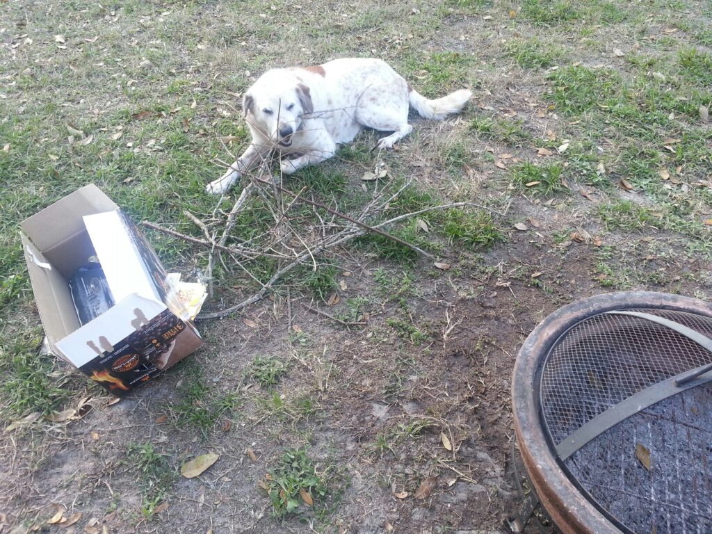 a dog is sitting near a pile of sticks with a fire bowl in view