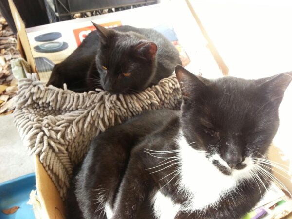 a black cat and a black and white cat are sitting in boxes together