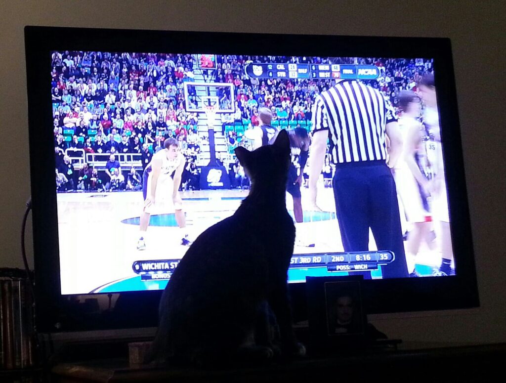 a cat is sitting in front of a TV showing basketball being played