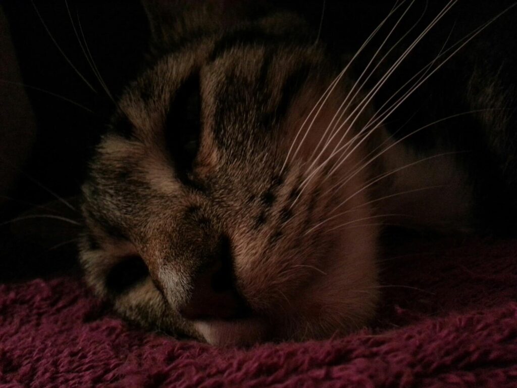 close up of a cat asleep