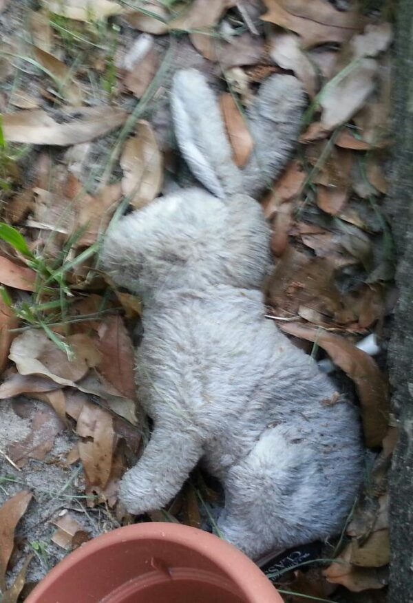 a very worn out white plush toy rabbit in a pile of dead leaves