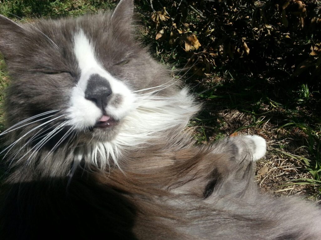 a long haired gray and white cat is sitting in the sunlight