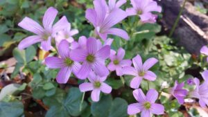 a cluster of five-petalled pink flowers against green ground covering