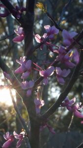 a cluster of tiny pink flowers on a branch is back lit by sunlight