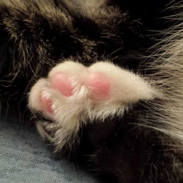 close up of pink kitty toes
