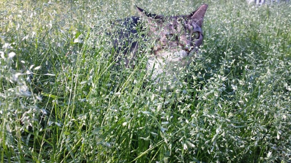 a cat is sitting deep in a field of tall grasses that have gone to seed