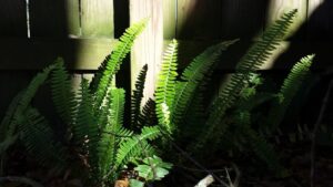 a band of bright sunlight is falling on a stand of ferns near a wooden fence