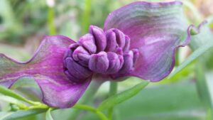 close up of a tight purple flower bud surrounded by ribbons of purple tinged leaves