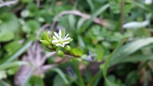 close up of a tiny star shaped flower in a cluster of closed buds