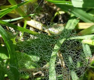 close up of a spider web covered in tiny water drops