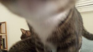 close up of a cat's throat as it seems to be sniffing the camera and another cat is blurry nearby