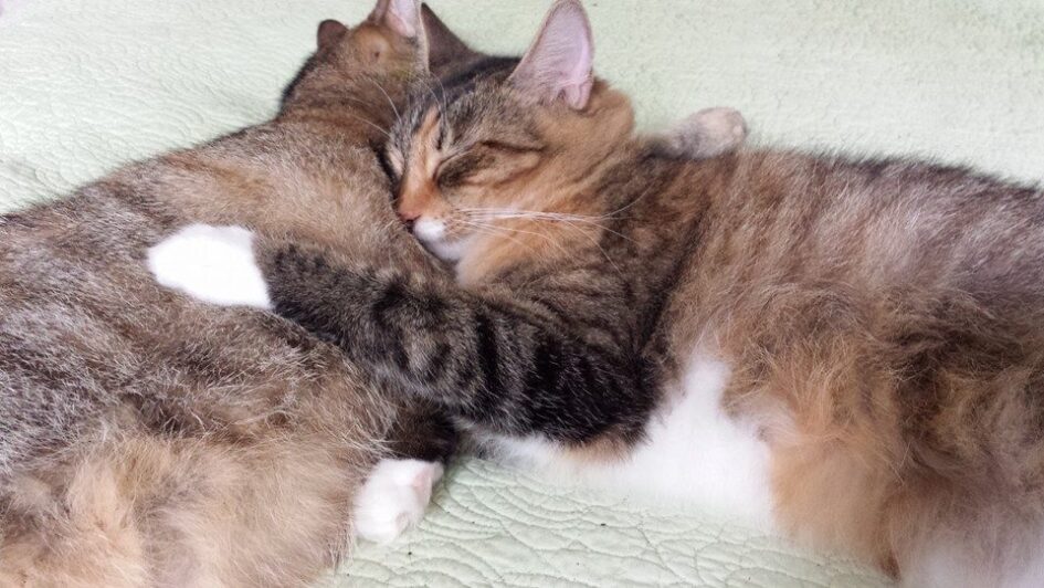 two fluffy red and black cats are cuddled up