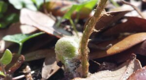close up of the furry curl of a fern stem emerging from dead leaves