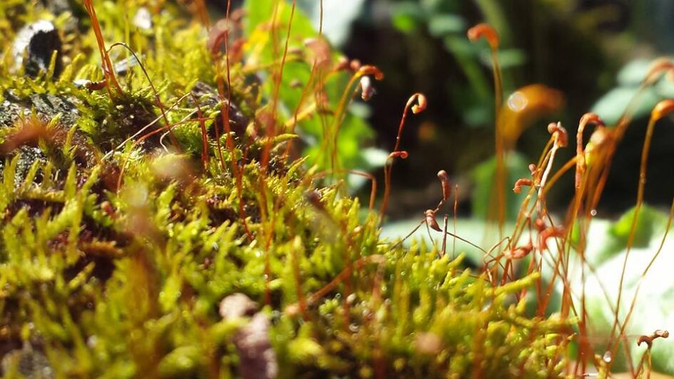 close up of fresh moss with tiny tendrils protruding like tiny snorkels