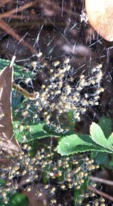 close up of dozens of tiny baby spiders on a web