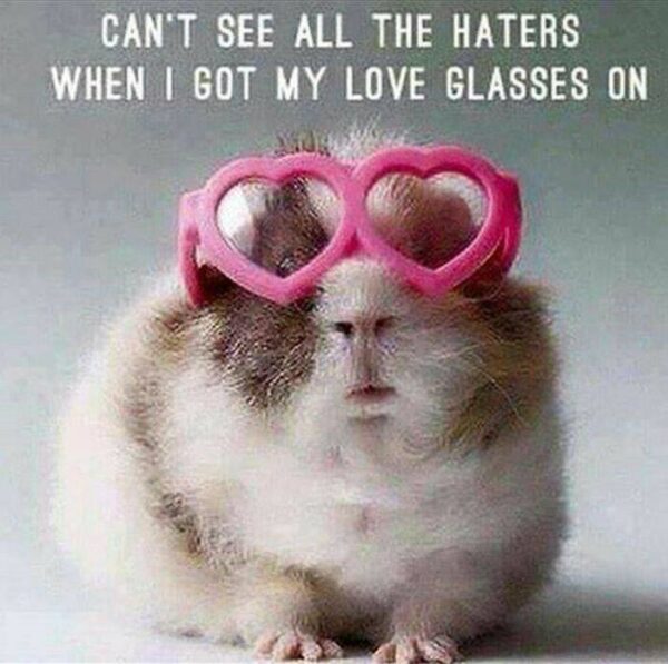 a meme of a hamster in heart shaped glasses and text saying: Can't see all the haters when I got my love glasses on